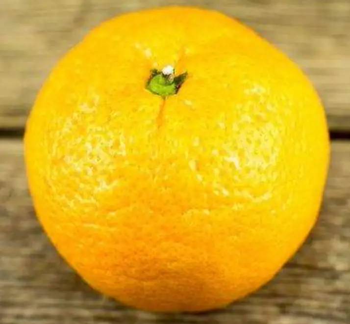 “橘生淮南则为橘，生于淮北则为枳”在科学上不成立