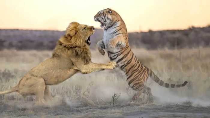 狮子vs老虎，谁才是真正的“万兽之王”呢？