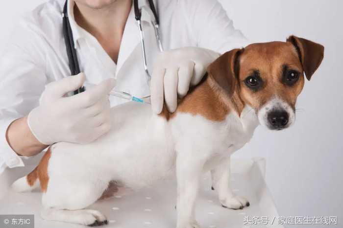 狂犬疫苗需要打几针？被动物咬伤后注意4点，别盲目处理