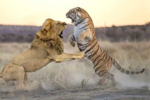 狮子vs老虎，谁才是真正的“万兽之王”呢？